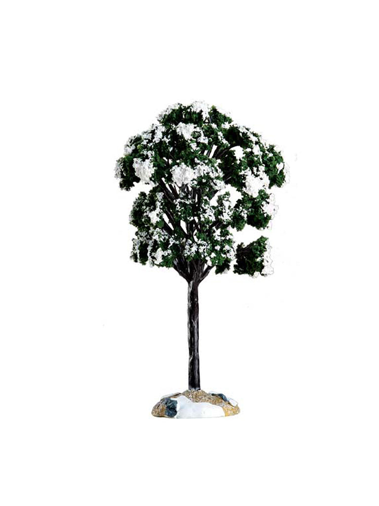 Balsam Fir Tree, Small