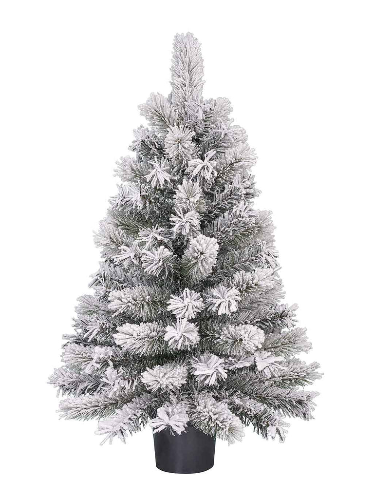 90cm (3ft) Frosted Dinsmore Potted Christmas Tree