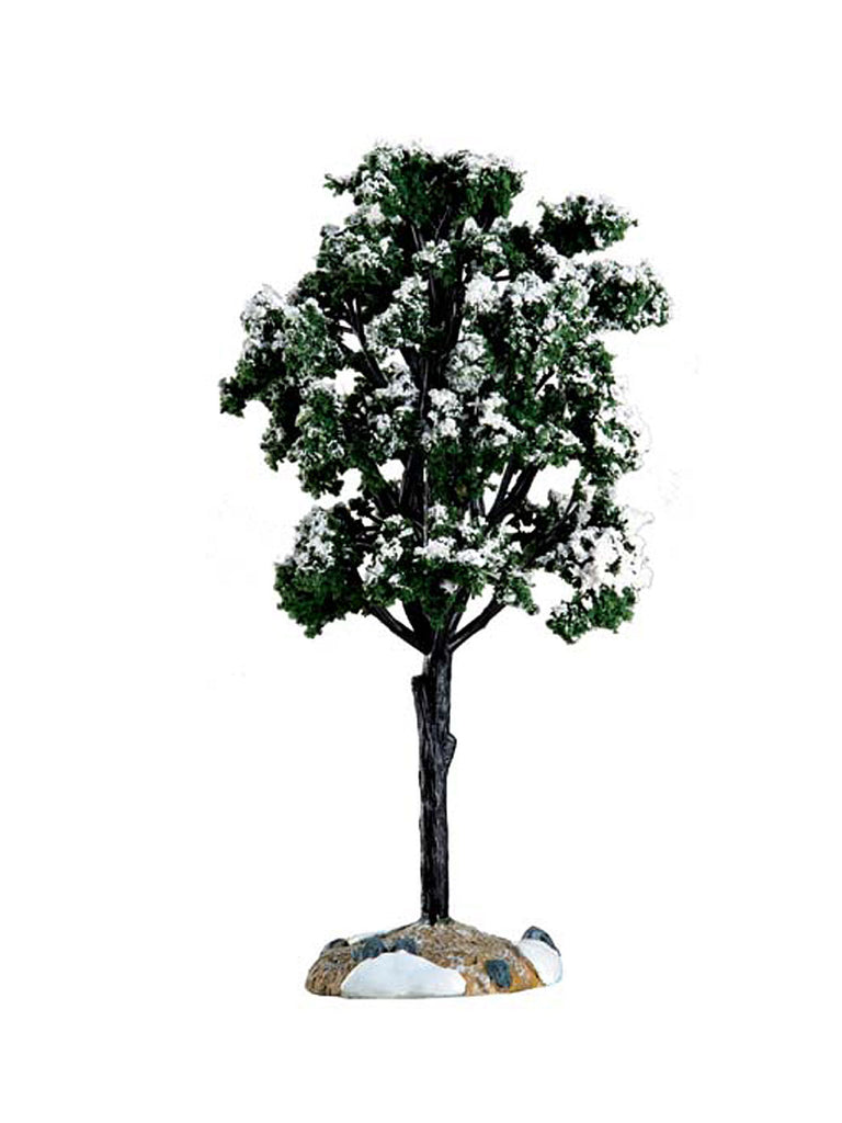 Balsam Fir Tree, Large