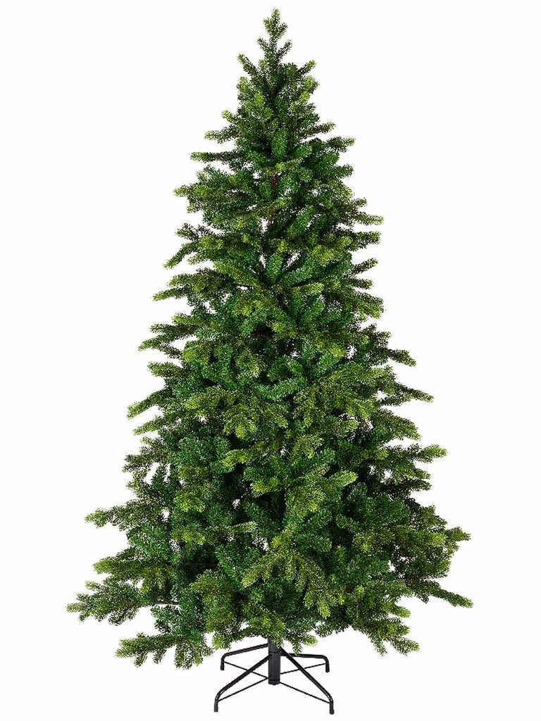 6ft Galloway Spruce Tree