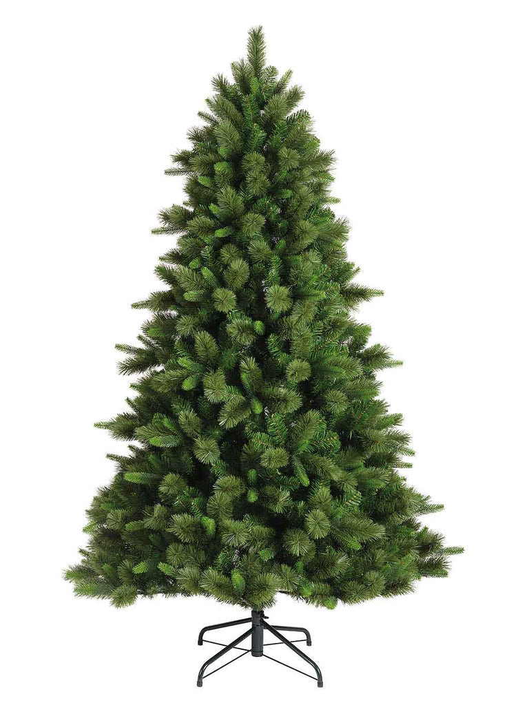 1.8M (6ft) Edmonton Spruce Tree