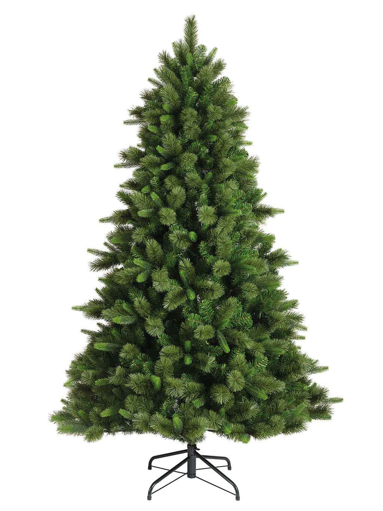 2.4M (8ft) Edmonton Spruce Tree