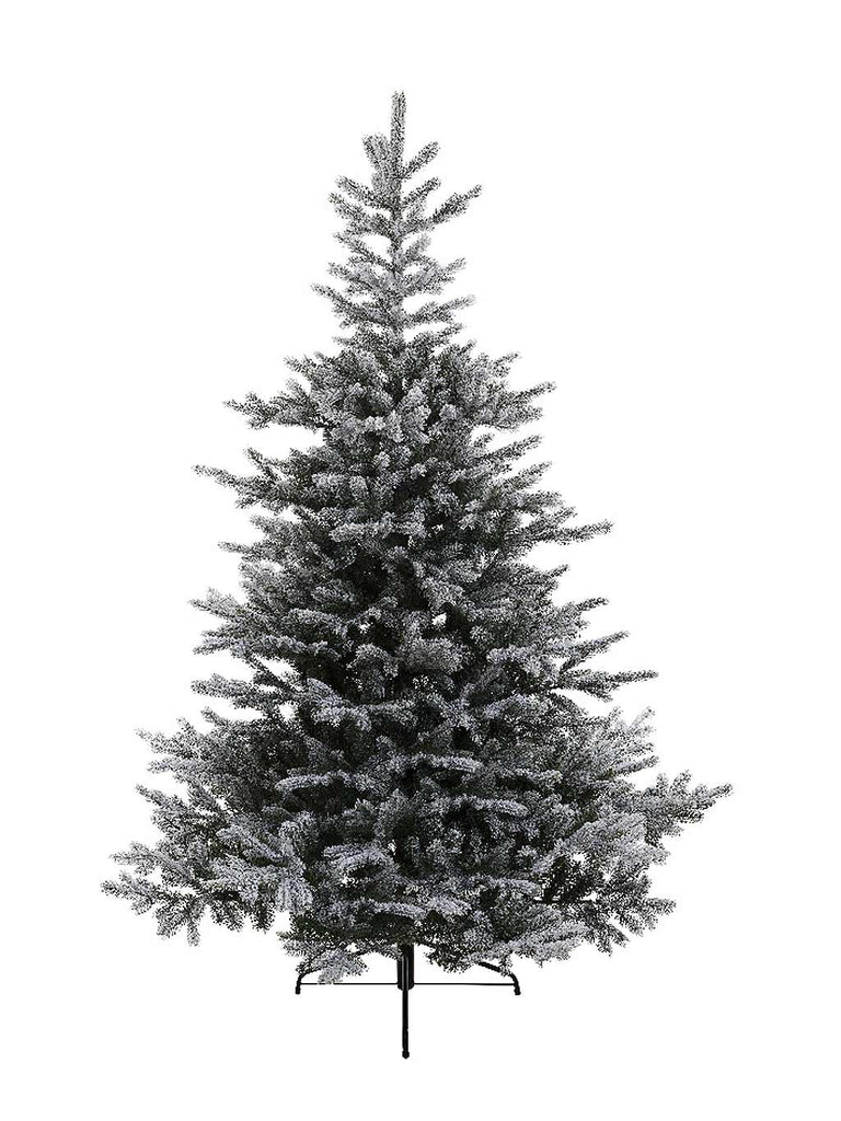 1.8M (6ft) Snowy Grandis Fir Christmas Tree