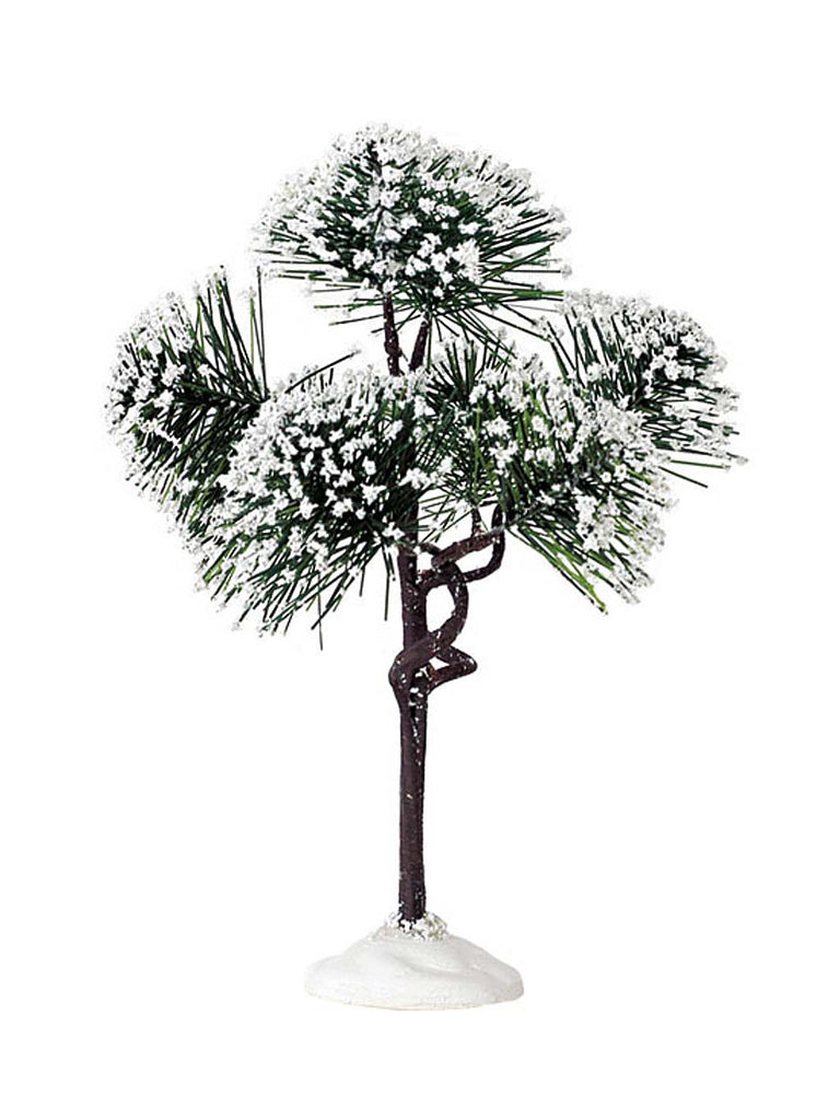 Mountain Pine - Medium